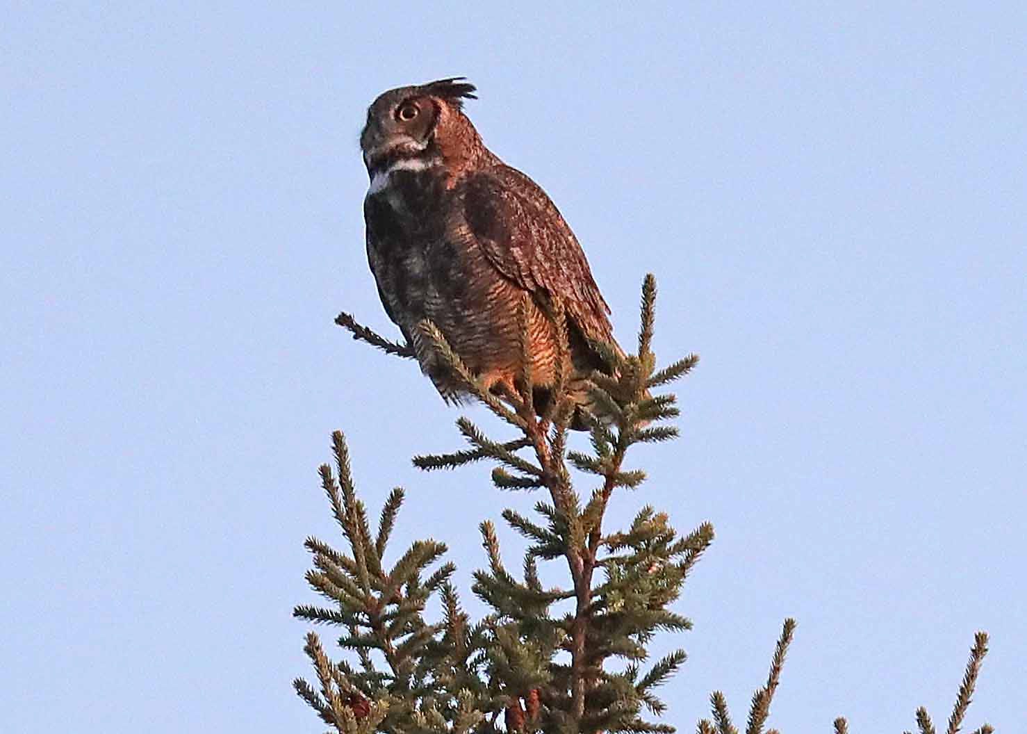 The Daily Mauling: 4/21/26